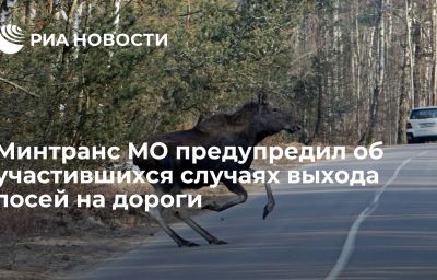 Минтранс МО предупредил об участившихся случаях выхода лосей на дороги