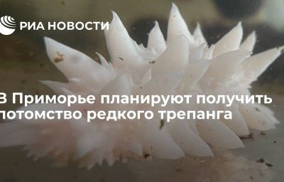 В Приморье планируют получить потомство редкого трепанга