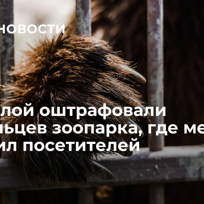 Под Тулой оштрафовали владельцев зоопарка, где медведь поранил посетителей