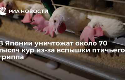 В Японии уничтожат около 70 тысяч кур из-за вспышки птичьего гриппа