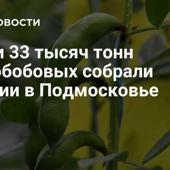 Почти 33 тысяч тонн зернобобовых собрали аграрии в Подмосковье