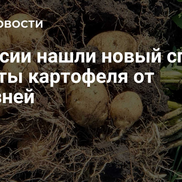 В России нашли новый способ защиты картофеля от болезней