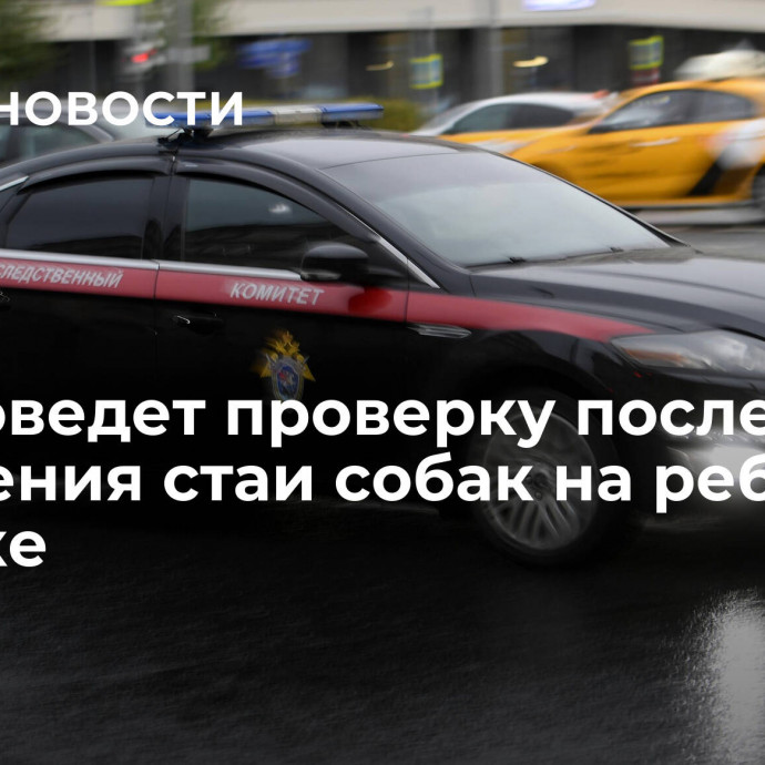 СК проведет проверку после нападения стаи собак на ребенка в Омске