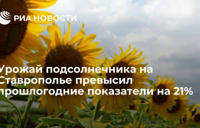 Урожай подсолнечника на Ставрополье превысил прошлогодние показатели на 21%