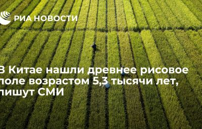 В Китае нашли древнее рисовое поле возрастом 5,3 тысячи лет, пишут СМИ