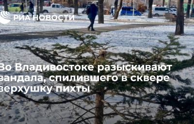 Во Владивостоке разыскивают вандала, спилившего в сквере верхушку пихты