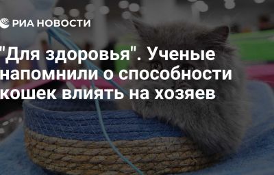 "Для здоровья". Ученые напомнили о способности кошек влиять на хозяев