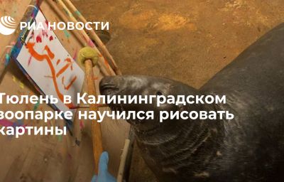 Тюлень в Калининградском зоопарке научился рисовать картины