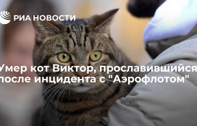 Умер кот Виктор, прославившийся после инцидента с "Аэрофлотом"