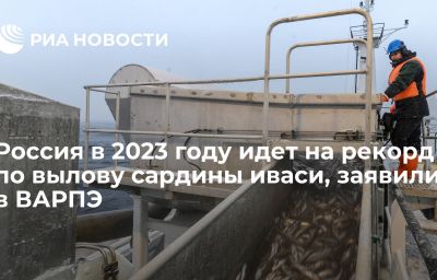 Россия в 2023 году идет на рекорд по вылову сардины иваси, заявили в ВАРПЭ