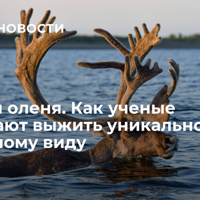 Спасая оленя. Как ученые помогают выжить уникальному северному виду