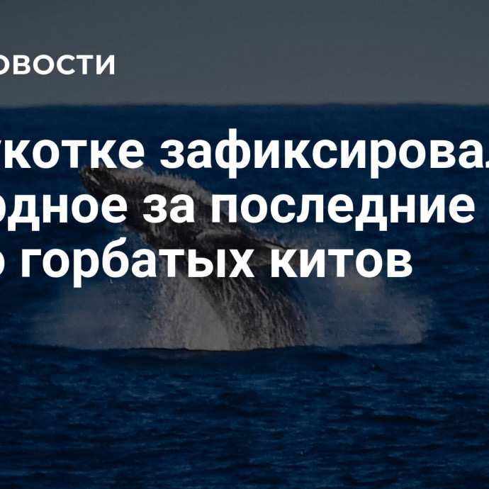 На Чукотке зафиксировали рекордное за последние годы число горбатых китов