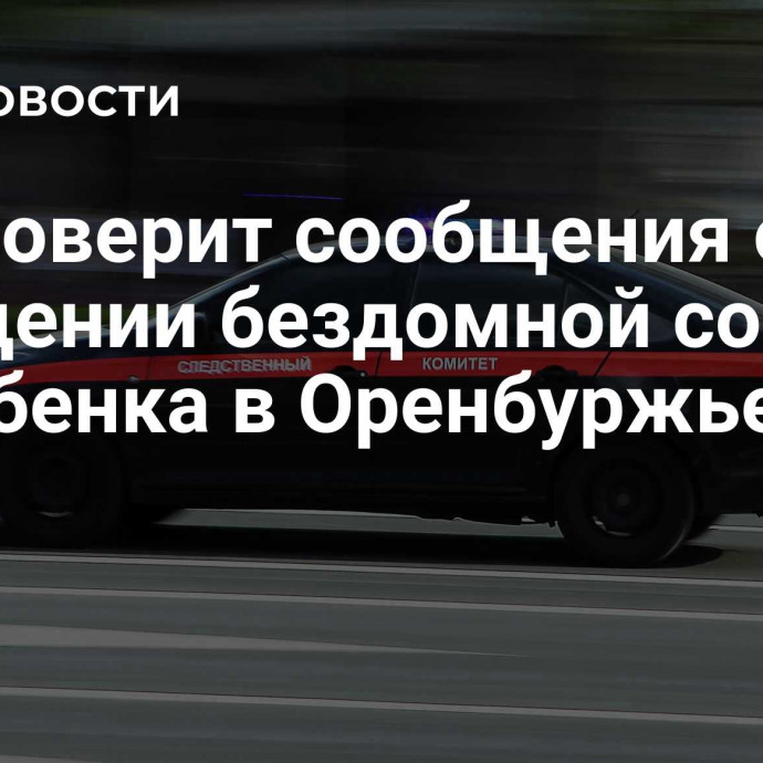 СК проверит сообщения о нападении бездомной собаки на ребенка в Оренбуржье