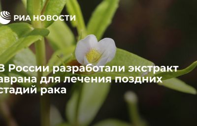 В России разработали экстракт аврана для лечения поздних стадий рака