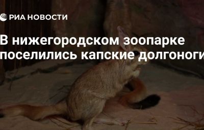 В нижегородском зоопарке поселились капские долгоноги