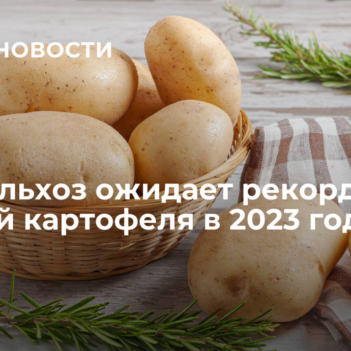 Минсельхоз ожидает рекордный урожай картофеля в 2023 году