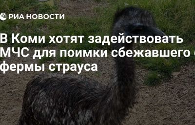 В Коми хотят задействовать МЧС для поимки сбежавшего с фермы страуса