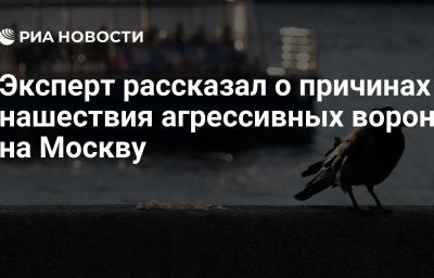 Эксперт рассказал о причинах нашествия агрессивных ворон на Москву