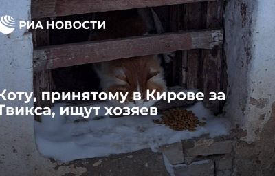 Коту, принятому в Кирове за Твикса, ищут хозяев