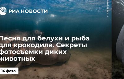 Песня для белухи и рыба для крокодила. Секреты фотосъемки диких животных