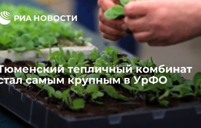 Тюменский тепличный комбинат стал самым крупным в УрФО