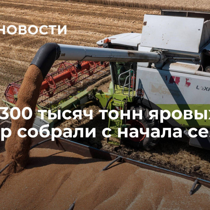 Почти 300 тысяч тонн яровых культур собрали с начала сезона в МО