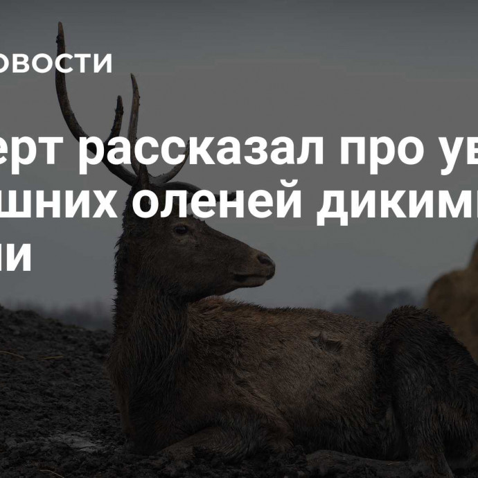 Эксперт рассказал про увод домашних оленей дикими в Якутии