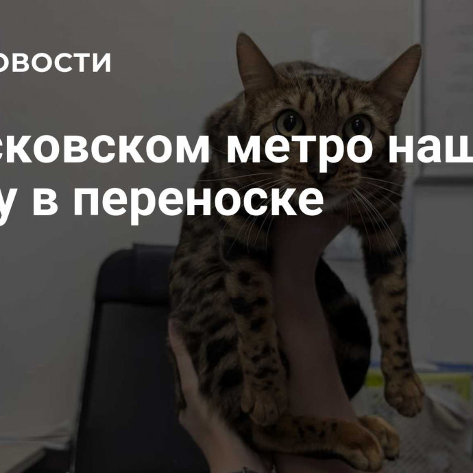 В московском метро нашли кошку в переноске