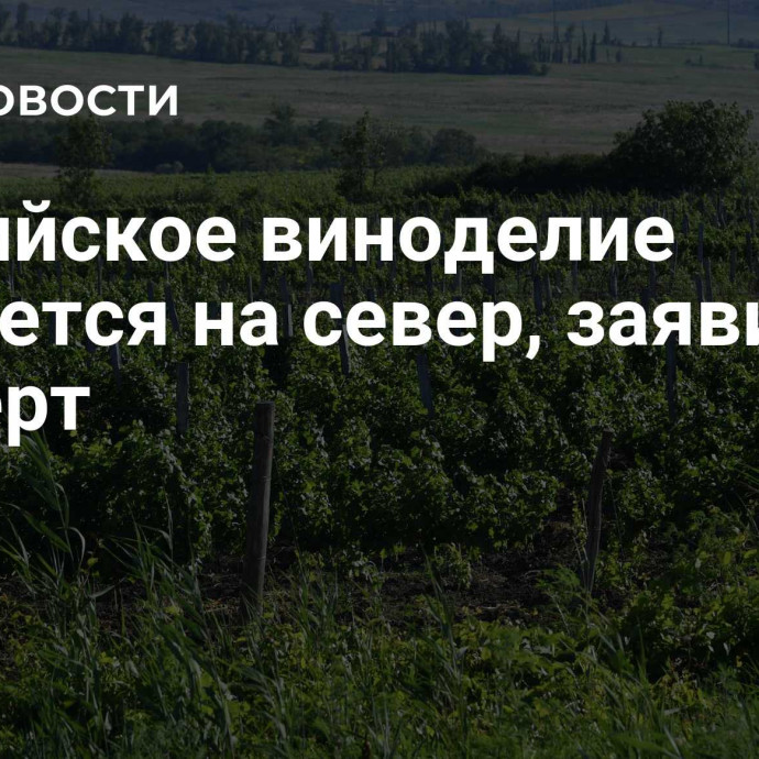 Российское виноделие движется на север, заявил эксперт