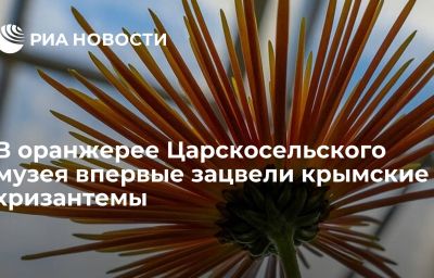 В оранжерее Царскосельского музея впервые зацвели крымские хризантемы