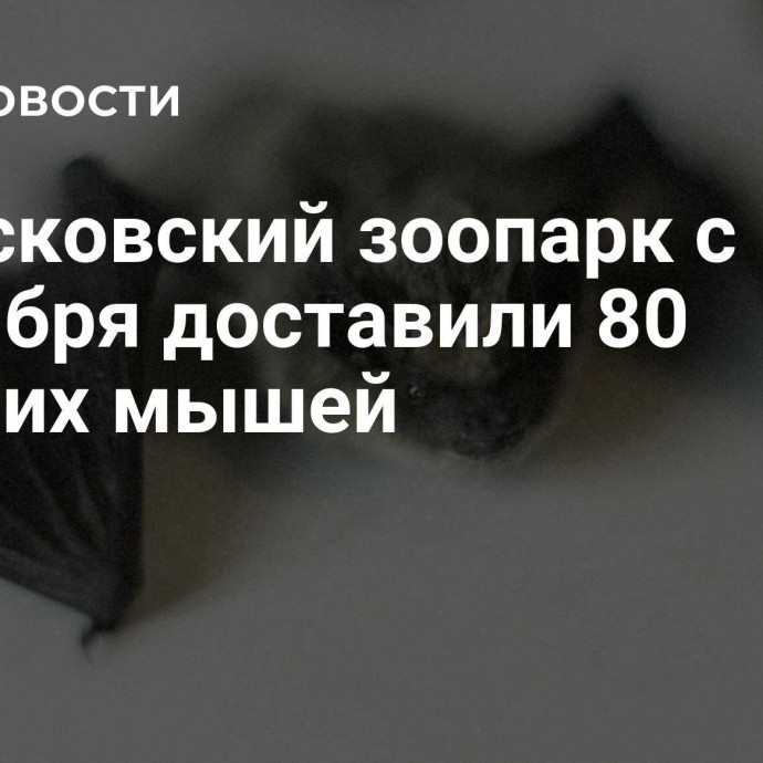 В Московский зоопарк с сентября доставили 80 летучих мышей