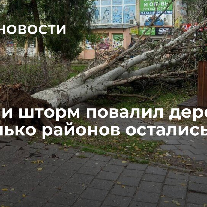 В Керчи шторм повалил деревья, несколько районов остались без света