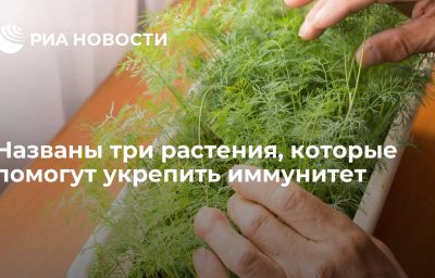 Названы три растения, которые помогут укрепить иммунитет