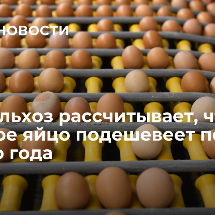 Минсельхоз рассчитывает, что куриное яйцо подешевеет после Нового года