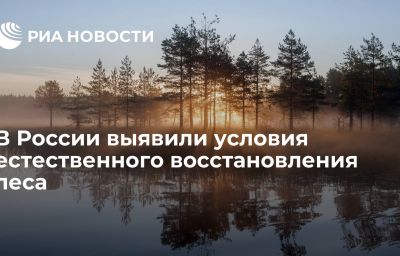 В России выявили условия естественного восстановления леса