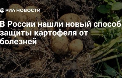 В России нашли новый способ защиты картофеля от болезней