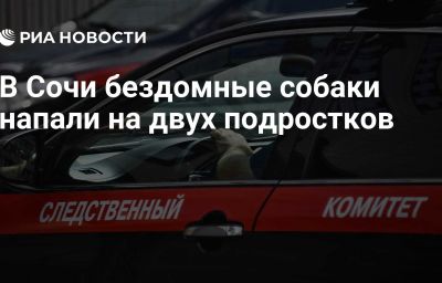 В Сочи бездомные собаки напали на двух подростков