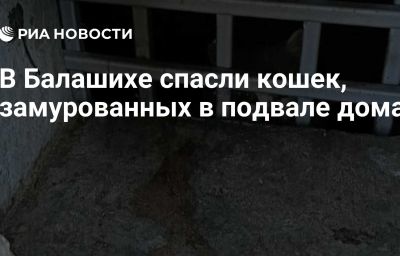 В Балашихе спасли кошек, замурованных в подвале дома