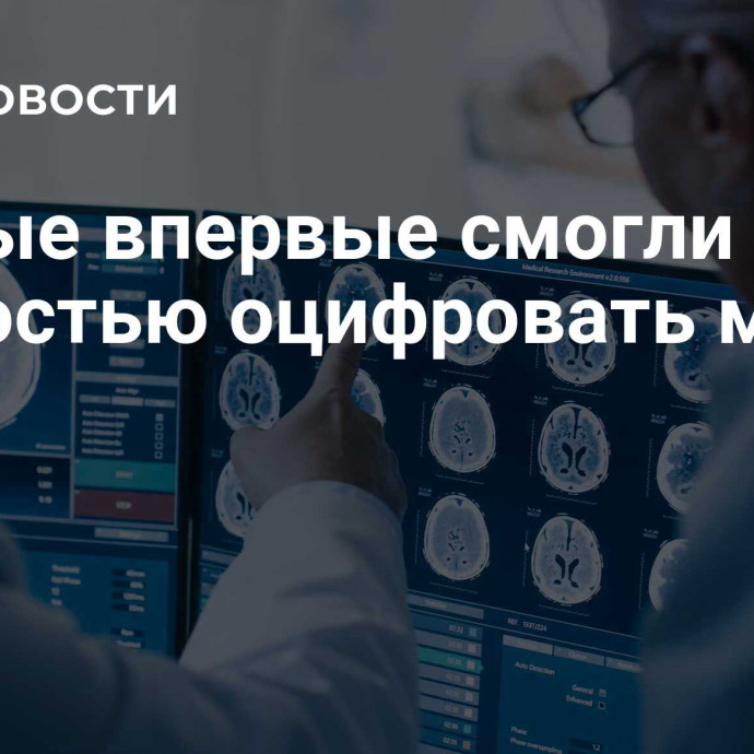 Ученые впервые смогли полностью оцифровать мозг