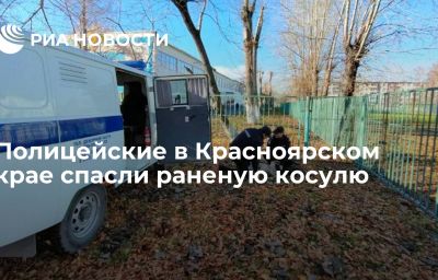 Полицейские в Красноярском крае спасли раненую косулю