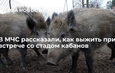 В МЧС рассказали, как выжить при встрече со стадом кабанов