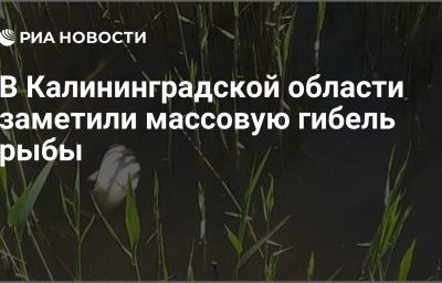 В Калининградской области заметили массовую гибель рыбы