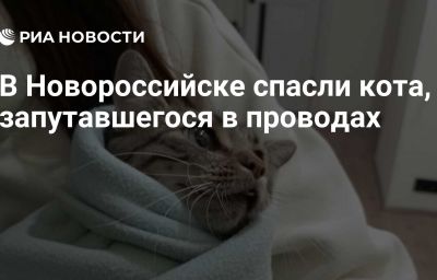 В Новороссийске спасли кота, запутавшегося в проводах