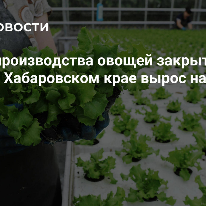 Объем производства овощей закрытого грунта в Хабаровском крае вырос на 50%