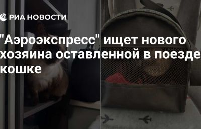 "Аэроэкспресс" ищет нового хозяина оставленной в поезде кошке