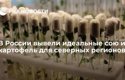 В России вывели идеальные сою и картофель для северных регионов