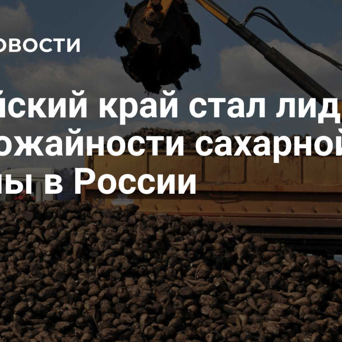 Алтайский край стал лидером по урожайности сахарной свеклы в России