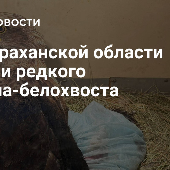 В Астраханской области спасли редкого орлана-белохвоста