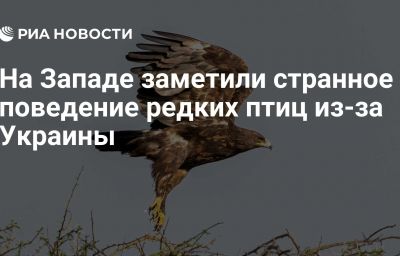 На Западе заметили странное поведение редких птиц из-за Украины