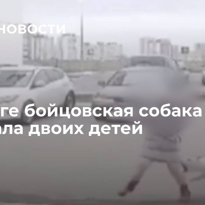 В Калуге бойцовская собака покусала двоих детей